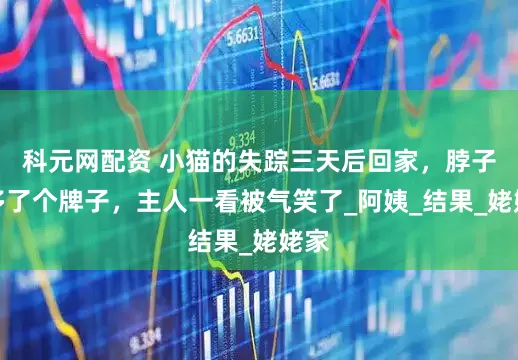 科元网配资 小猫的失踪三天后回家，脖子上多了个牌子，主人一看被气笑了_阿姨_结果_姥姥家